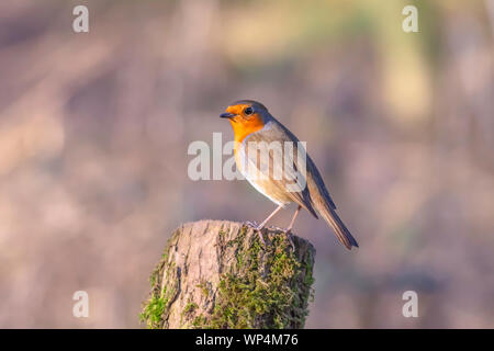 Europäische Rotkehlchen, Erithacus rubecula, hocken auf Baumstamm in britischen Woodland an sonnigen Herbsttag. Helle und lebendige Bilder von süßen, kleinen Vogel mit Stockfoto