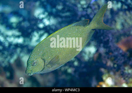 Goldfleckiger Rabbitfish, Siganus punctatus, Nudi Rock Tauchplatz, Fiabacet Island, Misool, Raja Ampat, West Papua, Indonesien Stockfoto