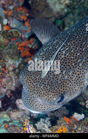 Slender Suckerfish, Echeneis naucrates, auf Porcupinefish, Diodon hystrix, Whale Rock Tauchplatz, Fiabacet Island, Misool, Raja Ampat, West Papua Stockfoto