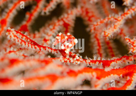 Denise's Pygmy Seahorse, Hippocampus denise, am Meer Fan, Tauchplatz Andiamo, Dara Island, Misool, Raja Ampat, Westpapua, Indonesien Stockfoto