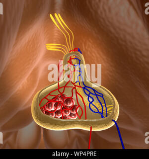 Struktur der Hypophyse Stockfoto