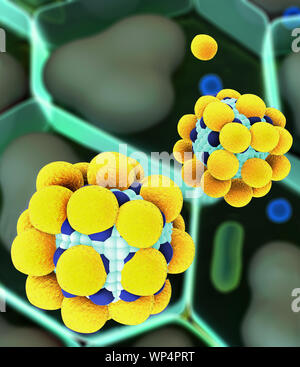 Cholesterin in den Zellen Stockfoto