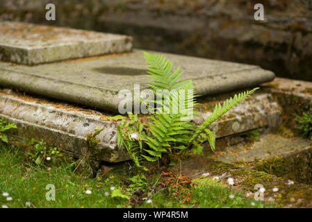 Farne, die beim Grab wachsen Stockfoto