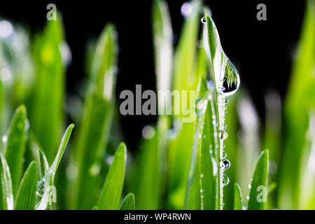 Konzept Bild für eine saubere und gesunde Umwelt zeigt eine Nahaufnahme von Regenwasser Tröpfchen isoliert auf Blades von frischem Wheatgrass. Stockfoto