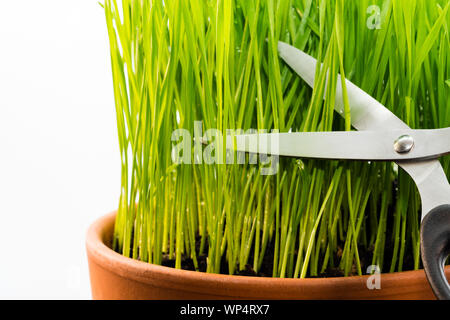 Nahaufnahme der Jungen wheatgrass wächst in einen Topf geben und mit einer Schere die Grashalme vor dem Entsaften geerntet. Stockfoto