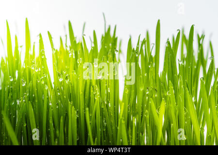 Konzept Bild für eine saubere und gesunde Umwelt zeigt eine Nahaufnahme von Regenwasser Tröpfchen isoliert auf Blades von frischem Wheatgrass. Stockfoto