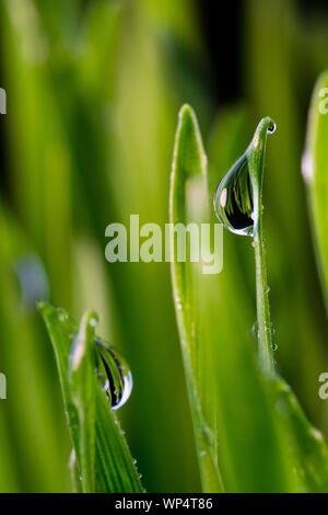 Konzept Bild für eine saubere und gesunde Umwelt zeigt eine Nahaufnahme von Regenwasser Tröpfchen isoliert auf Blades von frischem Wheatgrass. Stockfoto