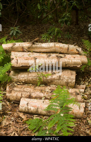 Silberne Birken im Wald Stockfoto