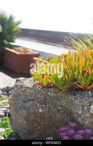 Carpobrotus sukkulenten Pflanzen wachsen in einem Steingarten an der Küste. Stockfoto