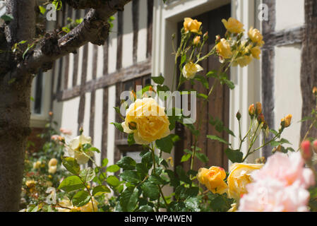 Gelbe Rosen von einer alten Tudor Holz gerahmt Cottage Stockfoto