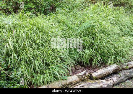 Garten Grenze, Hakone Gras, japanischen Wald Gras Hakonechloa macra 'Albovariegata' Stockfoto