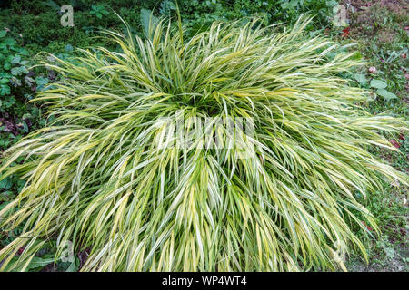 Hakone Gras, japanischen Wald Gras Hakonechloa macra 'Albovariegata' Stockfoto