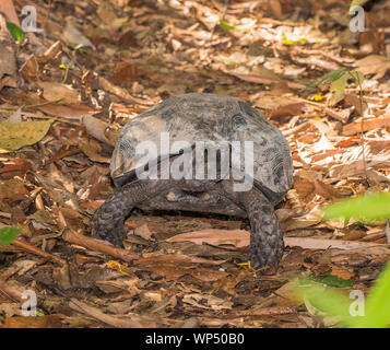 Foto einer großen asiatischen Wald Schildkröte (Manouria emys) im Regenwald in Kaeng Krachan NP, Thailand Stockfoto