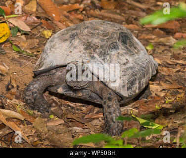 Foto einer großen asiatischen Wald Schildkröte (Manouria emys) im Regenwald in Kaeng Krachan NP, Thailand Stockfoto