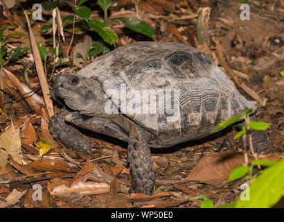 Foto einer großen asiatischen Wald Schildkröte (Manouria emys) im Regenwald in Kaeng Krachan NP, Thailand Stockfoto