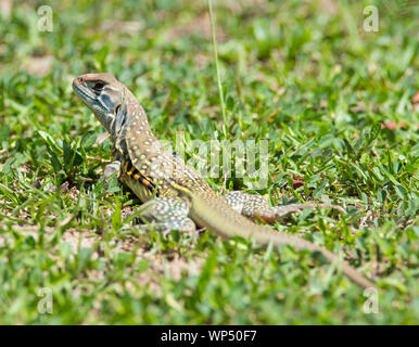 Schmetterling Echse (Leiolepis belliana) Phuket Thailand Stockfoto