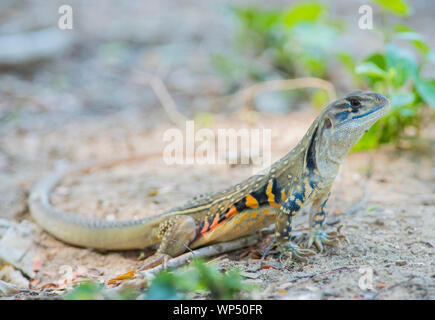 Schmetterling Echse (Leiolepis belliana) Phuket Thailand Stockfoto