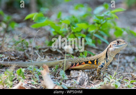 Schmetterling Echse (Leiolepis belliana) Phuket Thailand Stockfoto