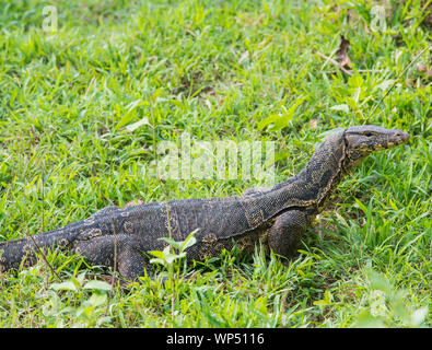 Große Wasser Waran (Varanus Salvator) im Grünland Kaeng Krachan NP Thailand. Stockfoto
