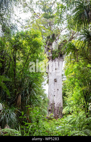 Tane Mahuta, auch als Herr des Waldes, ist ein riesiger KAURI Baum im Waipoua Forest, Neuseeland Stockfoto