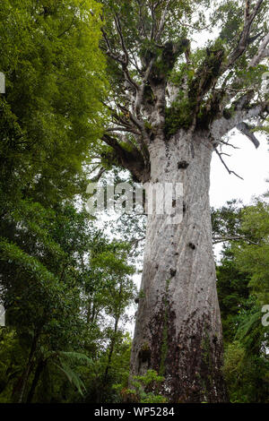 Tane Mahuta, auch als Herr des Waldes, ist ein riesiger KAURI Baum im Waipoua Forest, Neuseeland Stockfoto