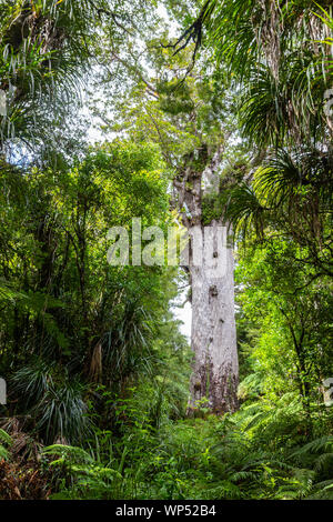 Tane Mahuta, auch als Herr des Waldes, ist ein riesiger KAURI Baum im Waipoua Forest, Neuseeland Stockfoto