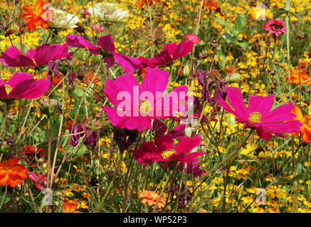 Sommergartenblumen, roter mexikanischer Aster, Gartenkosmos bipinnatus, gelbe Ringelblume Stockfoto