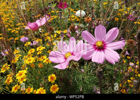 Sommergarten Blumen, Rosa Mexikaner Aster, Gartenkosmos bipinnatus, gelb marigold Pink Blumen an einer Grenze Stockfoto