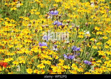 Sommer Garten Blumen, Blue's Bachelor- Taste Centaurea cyanus, Gelb tagetes, Ringelblumen Stockfoto