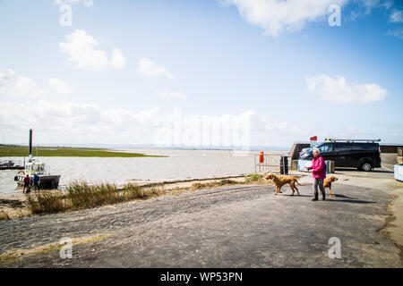 Eine Frau, die zu Fuß ihre Hunde auf einem Naturlehrpfad am Fluss Brue als erfüllt es den Fluss Severn. Burnham on Sea Somerset. Stockfoto
