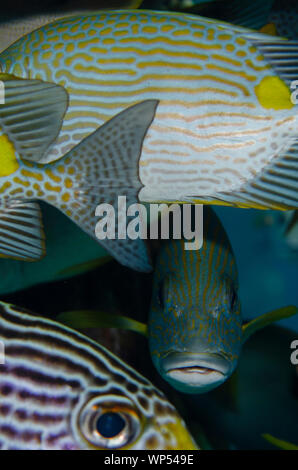 Goldgestreifte Sweetlips, Plectorhinchus chrysotaenia, diagonal gestreifte Sweetlips, Plectorhinchus lineatus und gesäumte Rabbitfish, Siganus lineatus Stockfoto