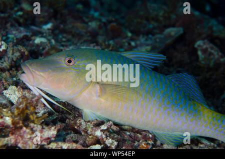 Goldsattel Goatfish, Parupeneus cyclostomus, Sawanderek Jetty Tauchplatz, Mansuar Island, Dampier Strait, Raja Ampat, West Papua, Indonesien Stockfoto