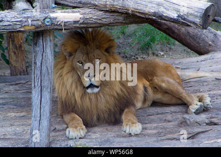 Der Löwe, der König der Tiere liegt in den Schatten an seinem Wohnsitz. - Bild Stockfoto