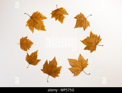 Herbst Komposition. Kranz aus Blumen, ahornblätter auf weißem Hintergrund. Herbst, Herbst, Thanksgiving Day Konzept. Flach, Ansicht von oben, kopieren Raum Stockfoto