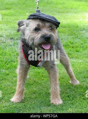 Bridport, Dorset, Großbritannien. 7. Sep 2019. Dudley die Boarder Terrier mit einer Schirmmütze im Bridport hat Festival in Dorset Foto: Graham Jagd-/Alamy leben Nachrichten Stockfoto