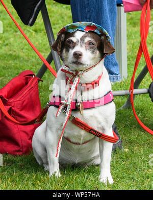 Bridport, Dorset, Großbritannien. 7. Sep 2019. Coco der Hund einen Hut tragen, an der Bridport hat Festival in Dorset Foto: Graham Jagd-/Alamy leben Nachrichten Stockfoto