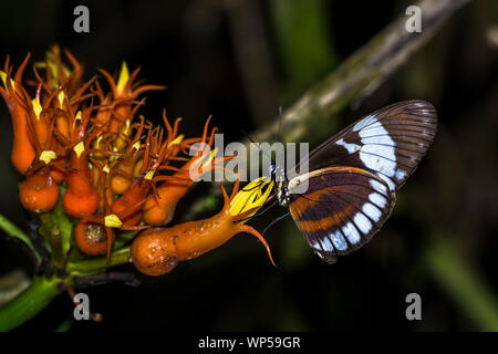 Schmetterling Fütterung ion eine seltene Blume in den tropischen Regenwald von Panama Stockfoto