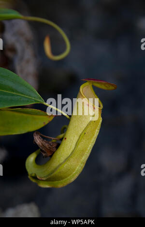 Kannenpflanze (Nepenthes sp) Krug, Raja Ampat, West Papua, Indonesien Stockfoto