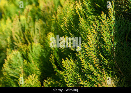Thuja Pine Tree Blätter grün Hedge-fonds mit schönen Sonnenlicht Nahaufnahme details Hintergrund Stockfoto
