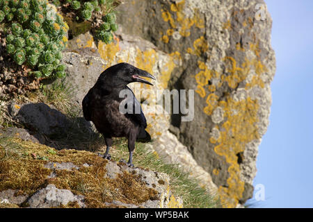 Auf einer Klippe in Island Raven Stockfoto