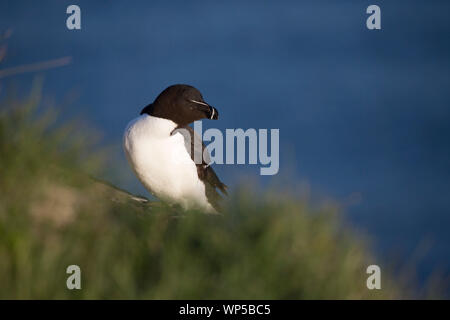 Weniger auk auf einem grasbewachsenen Hügel vor einem blauen Hintergrund in Island Stockfoto