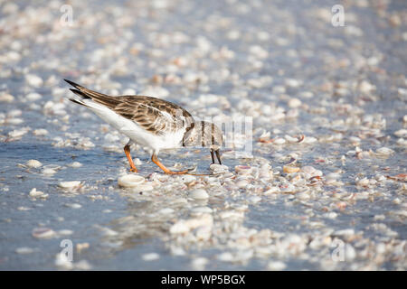 Sanderling (Calidris alba) Suchen nach Nahrung zwischen Muscheln am Strand in Sanibel, Florida Stockfoto