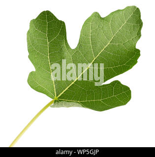 Feigenblatt auf einem weißen Hintergrund. Stockfoto