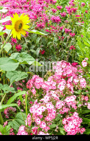 Sommer Garten Grenze Juli, Phlox Sonnenblume, monarda rosa Blumen Stockfoto