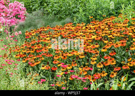 Sommergarten Grenze, Juli Blumen, Sneezeweeds Phlox Helenium Stockfoto