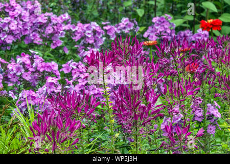 Sommergarten Grenze, lila Blumen im Juli, Cleome hassleriana 'Violet Queen' Phlox Stockfoto