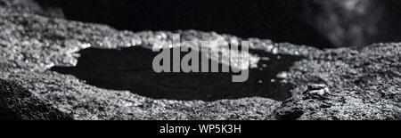 Abstrakte panorama Der Marmorierte Rock Crab (Pachygrapsus Marmoratus) auf der schwarzen Lava basalt Küste Felsformationen an der östlichen Küste von Sao Migue Stockfoto