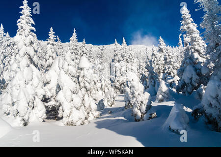 Frisch Schnee bedeckt, Bäume auf Mt Fichte gefallen. Mansfield, Stowe, Vermont, USA Stockfoto