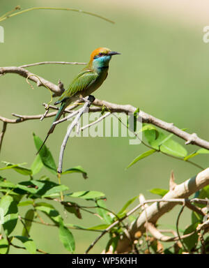 Asiatische grüne Bienenfresser (Merops orientalis) saß auf einem sonnigen Niederlassung in Kaeng Krachan NP, Thailand. Stockfoto