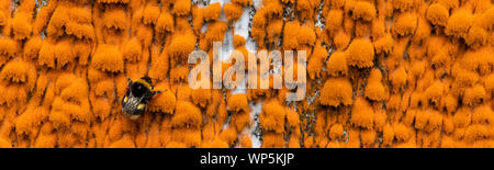 Buff-tailed Hummel (Bombus terrestris) auf bunten orange Flechten ruhende (xanthoria) Verschmutzung overgrowing Ruinen und verlassenen Gebäuden in S Stockfoto